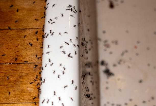 Best Cockroach Control Services  in Winterset, IA
